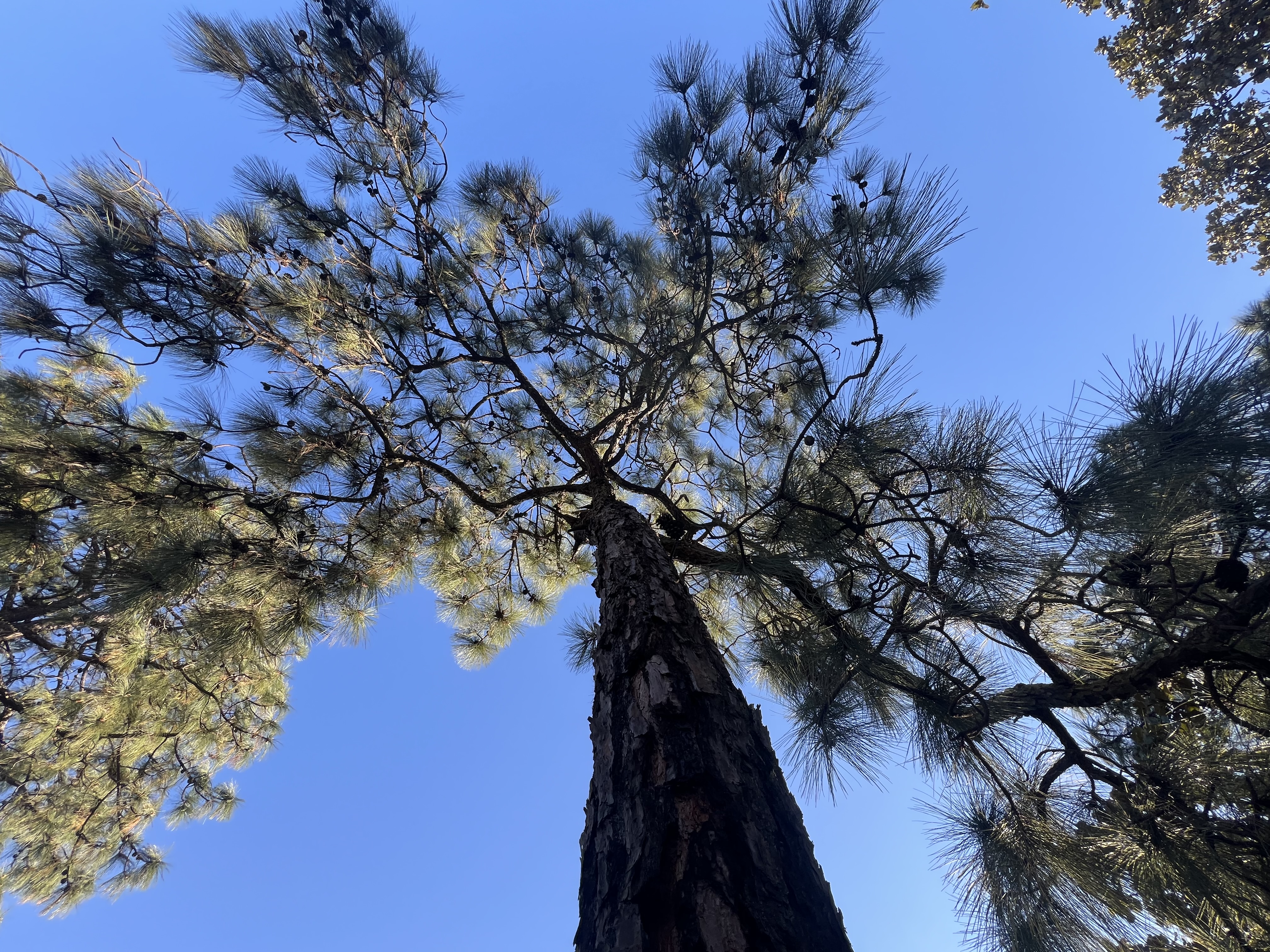 Servicio de jardinería 
